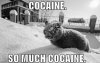 cocaine-cat-snow-much-eyes-1291859099d_large.jpg